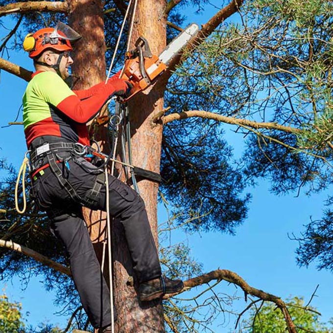 L C Tree Services LLC Arborist Services